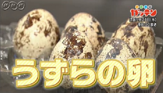 ためしてガッテン　5月21日　うずらの卵.jpg