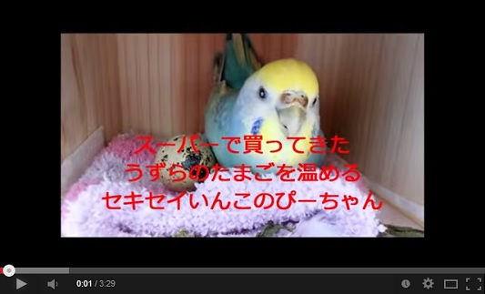 ためしてガッテン　5月21日　うずらの卵　孵化　動画.jpg
